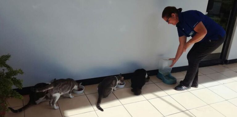 dona-ligia-gatitos