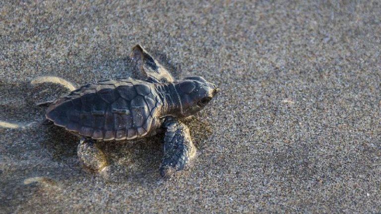 desove de tortugas