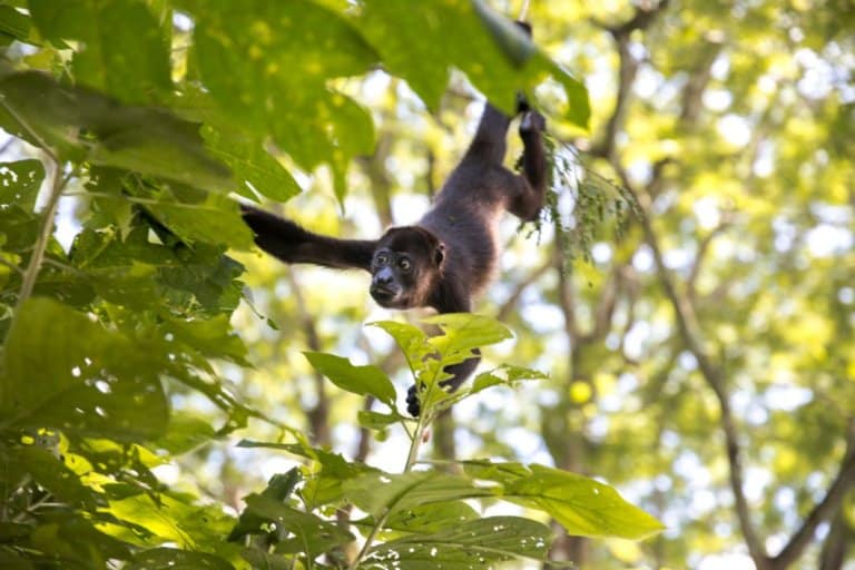 Tips for driving in Nosara, Costa Rica