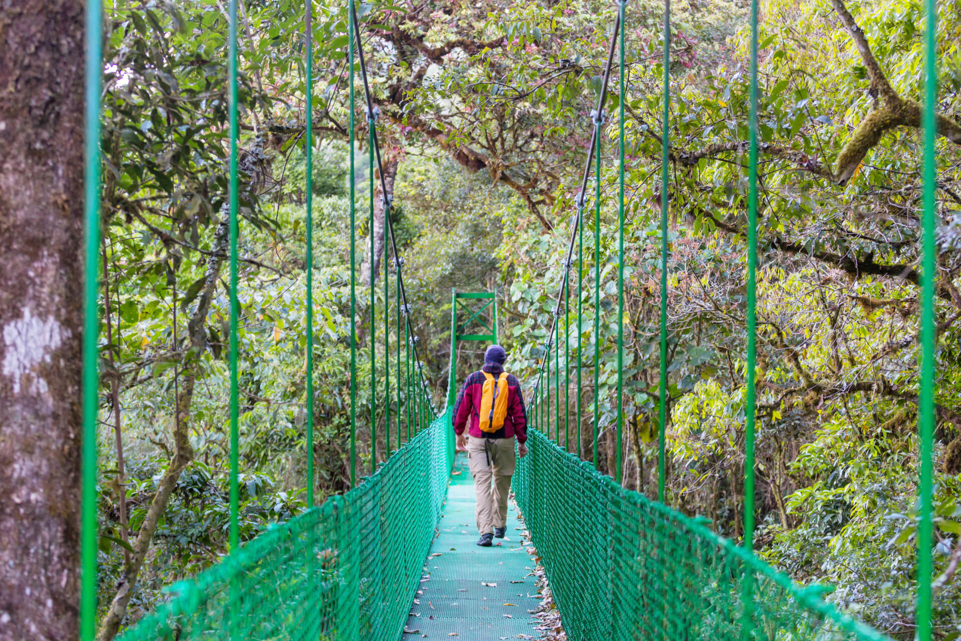 Forêt tropicale primaire du parc national du Corcovado au Costa Rica