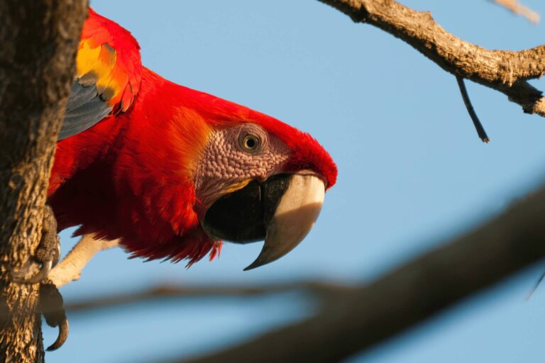 Carara es el sitio por excelencia para observar lapas rojas en su hábitat natural