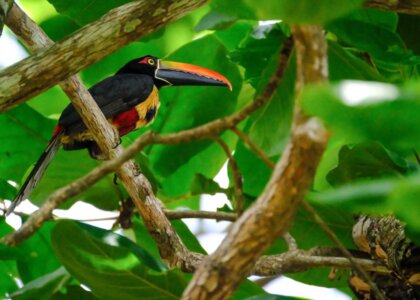 Guide complet pour conduire au Costa Rica en toute sécurité