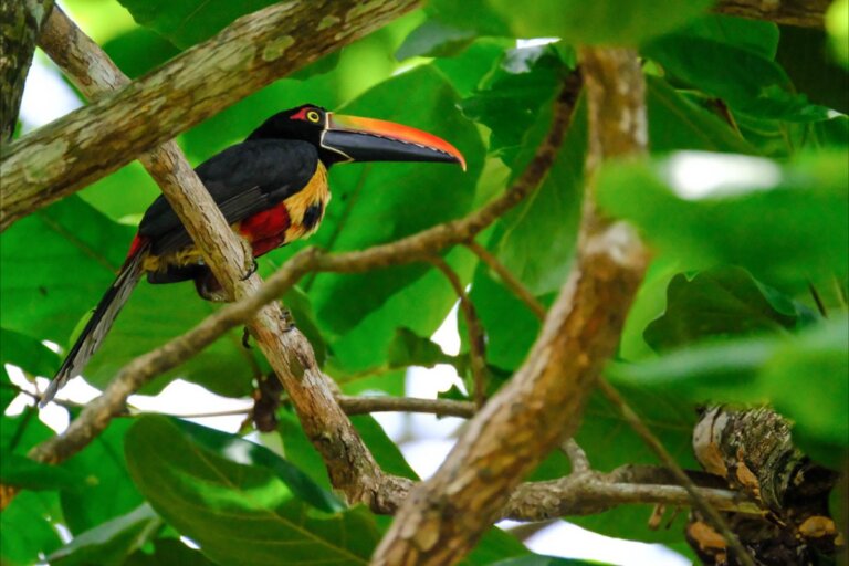 Guide complet pour conduire au Costa Rica en toute sécurité